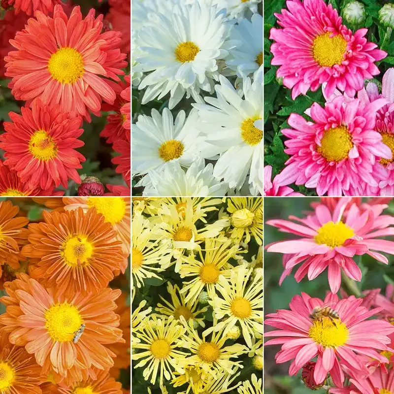 Mammoth Mums Collection - 6 Hardy Perennial Chrysanthemum Plants