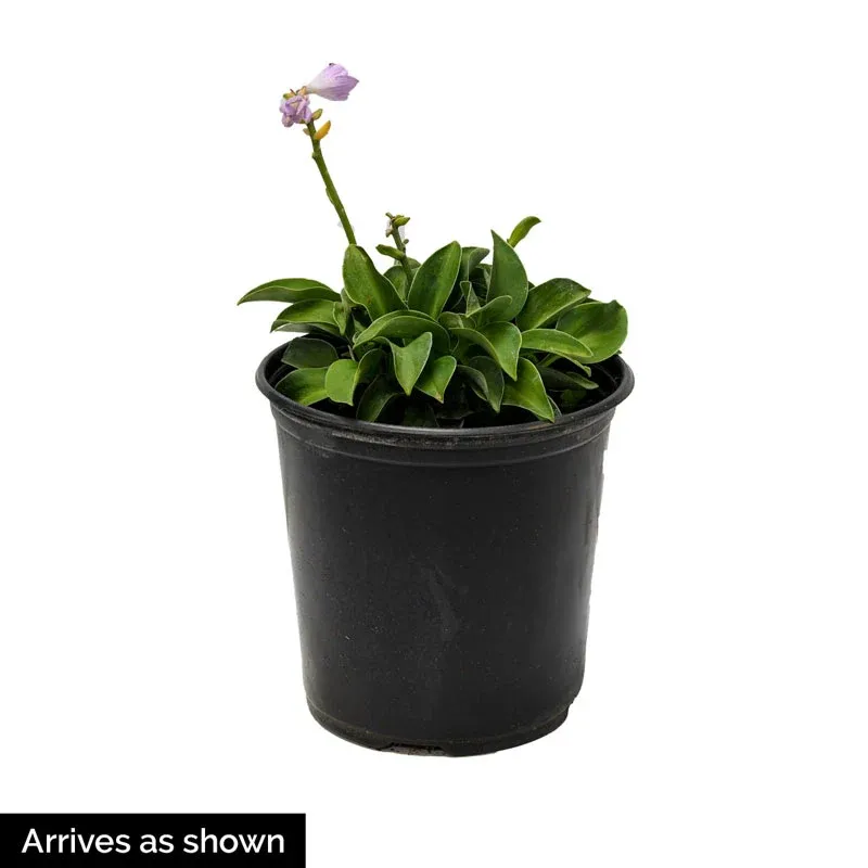 Ki-Renjyaku Double Flowering Hosta Perennial Shade Plant 1