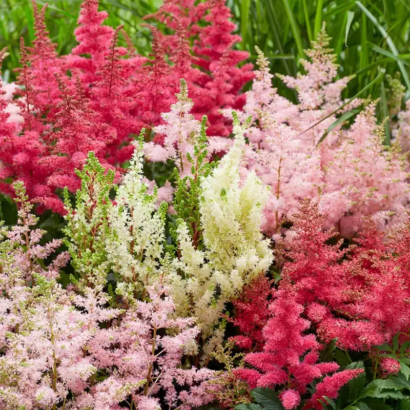Astilbe Plant Mix - Perennial Shade-Loving Flowering Garden Plants