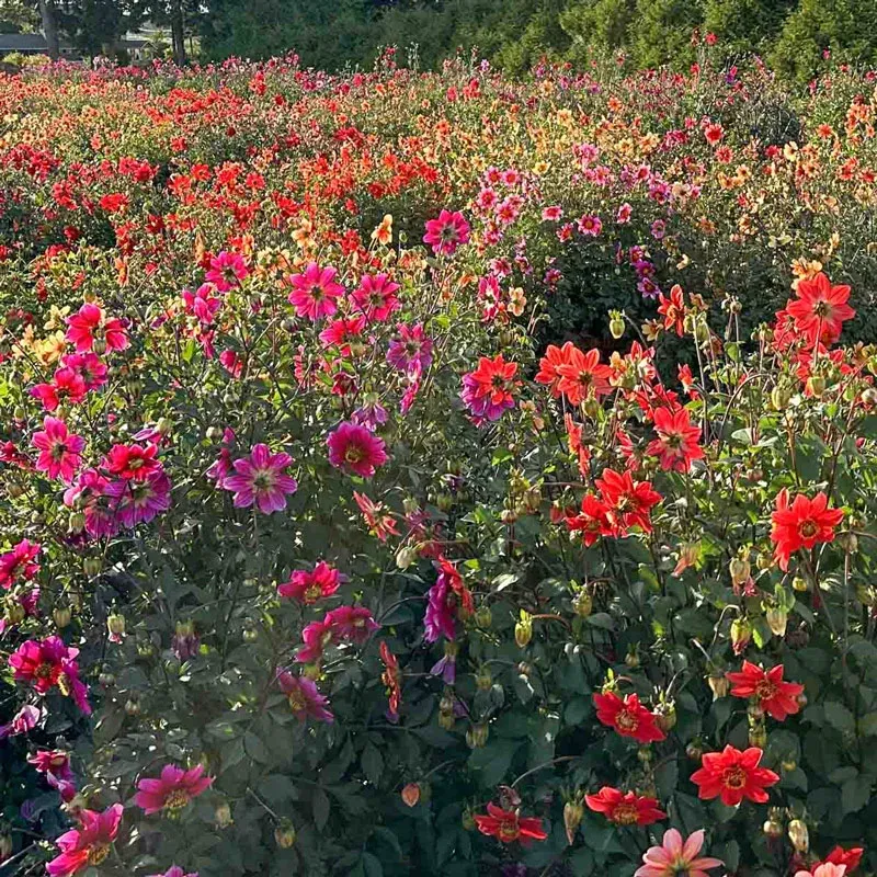 Beeline Dahlia Mix - Assorted Decorative Garden Flower Bulbs 3