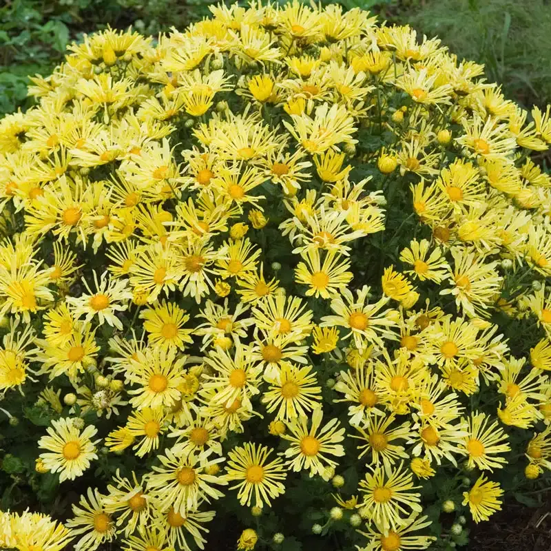 Yellow Quill Mammoth Mum Decorative Chrysanthemum 1