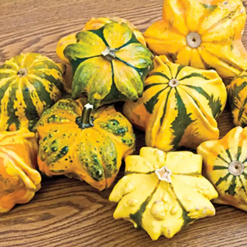 Natural Daisy Gourd Decorative Dried Gourd for DIY Crafts