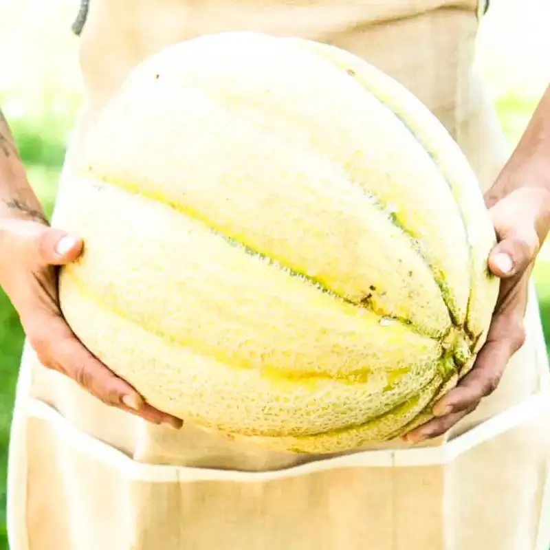 El Gordo Hybrid Melon Seeds - High Yield Large Fruit Variety 1