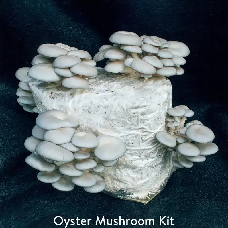 Table Top Indoor Mushroom Growing Kit for Home Cultivation 3