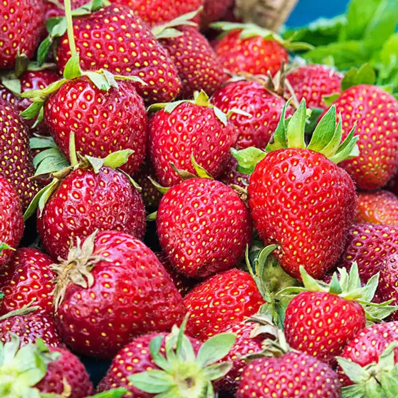 Honeoye Junebearing Strawberry Plant for Home Garden Cultivation