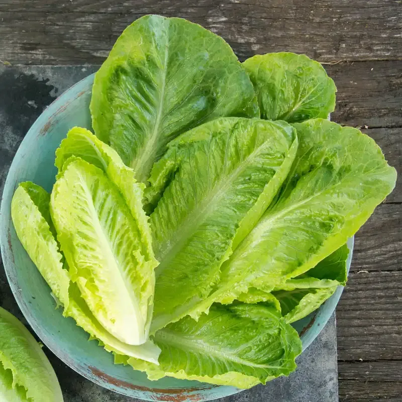 Romaine Lettuce Seeds for Home Garden Planting