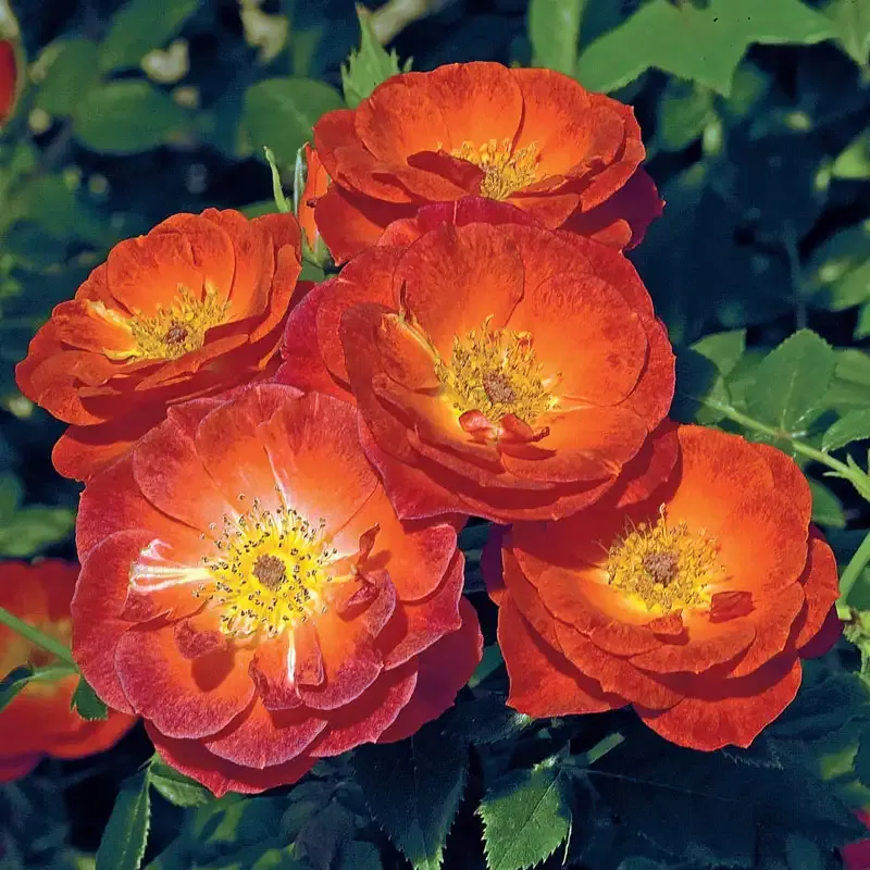 Smoke Rings Miniature Rose Compact Flowering Shrub