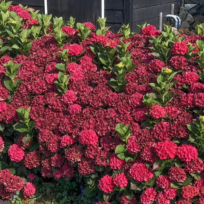 Crimson Hydrangea Artificial Floral Stem for Home Decoration