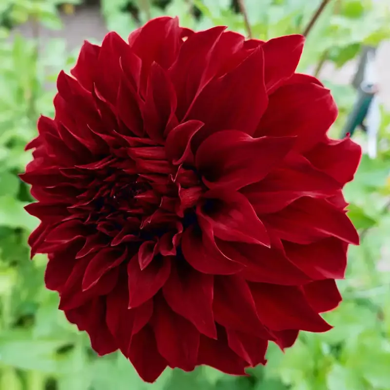 Spartacus Decorative Dahlia Tuber for Garden Landscapes 1