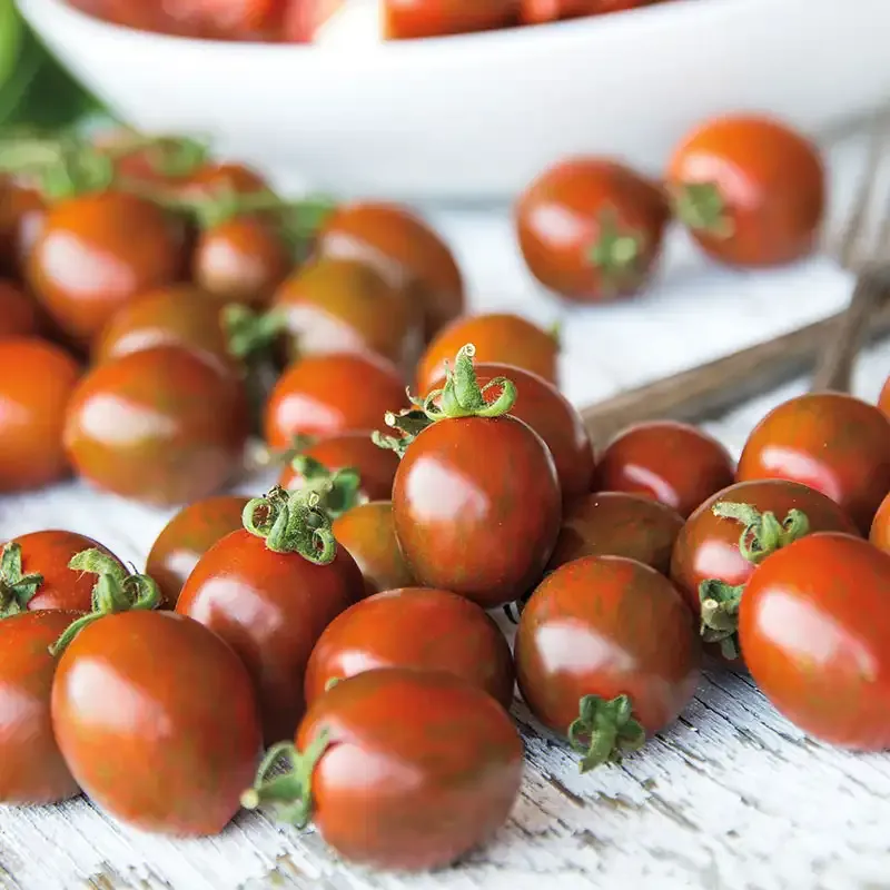 Chocolate Sprinkles Hybrid Tomato Seeds - Disease Resistant High Yield Variety
