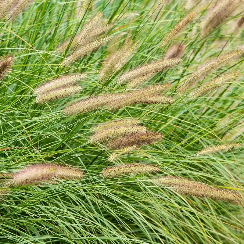 Fox Trot Fountain Grass (Pennisetum alopecuroides) Ornamental Perennial