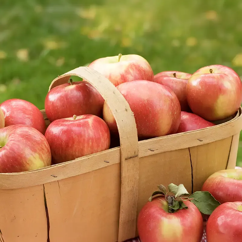 Honeycrisp Apple Tree - Semi-Dwarf Variety for Home Cultivation
