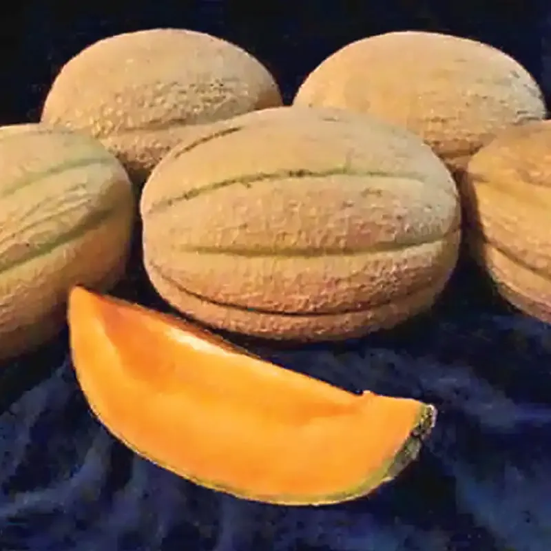 Hybrid Cantaloupe Seeds for Home Gardening