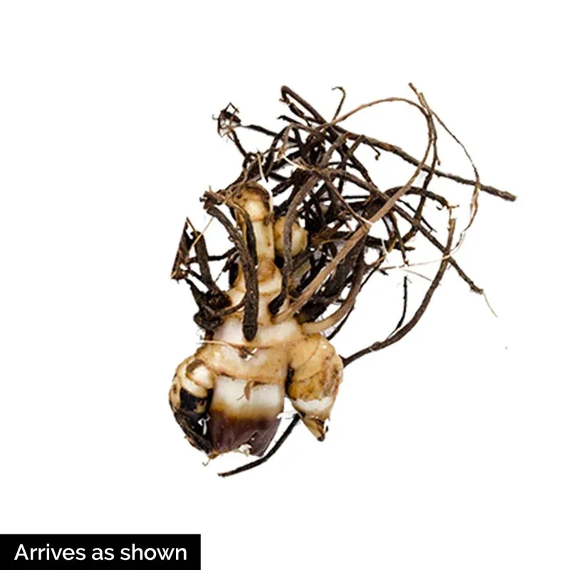 Phasion Variegated Canna Lily Tropical Perennial Rhizome 3