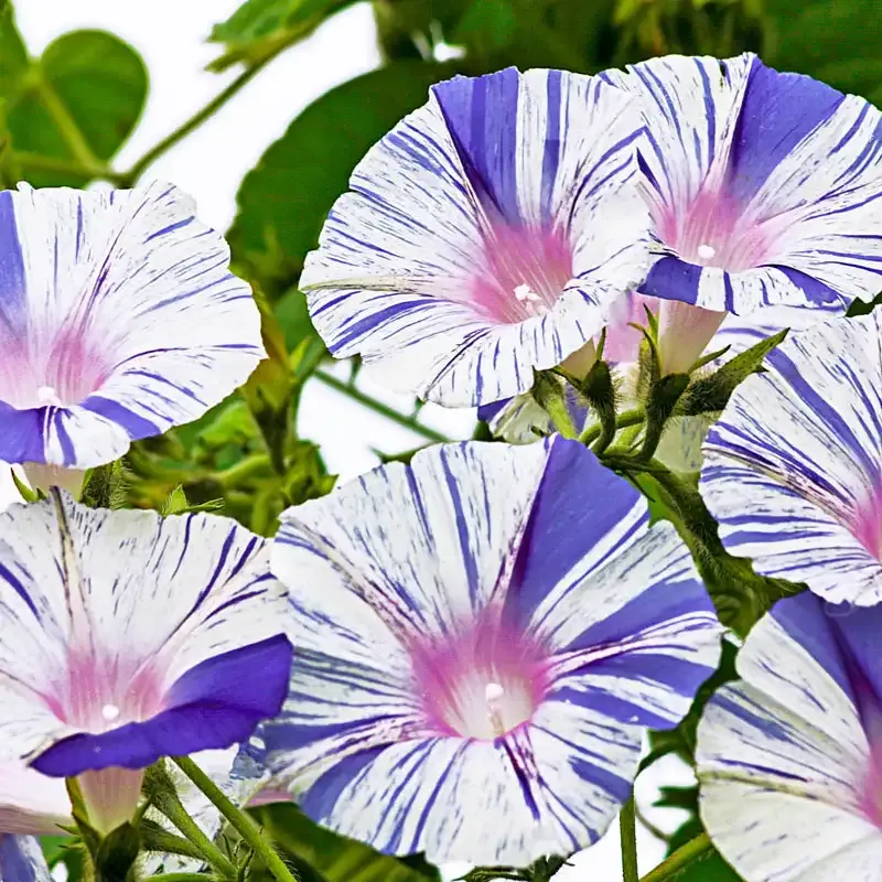 Venice Blue Morning Glory Climbing Vine Seeds