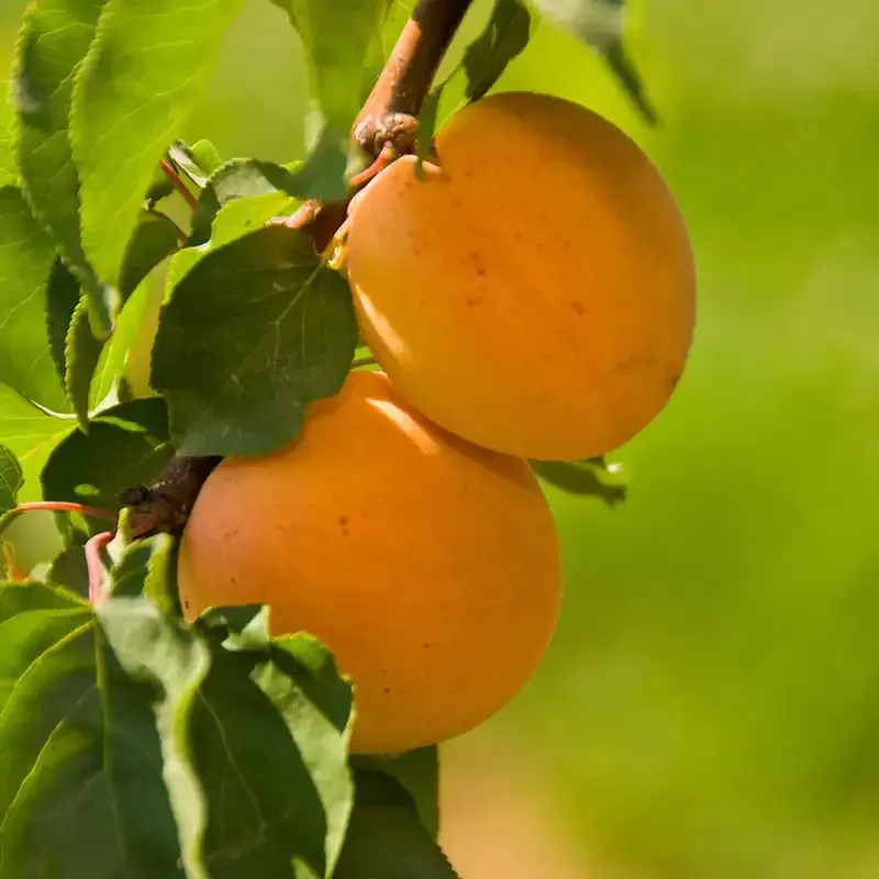 Tropic Gold Apricot Tree - Low-Chill Variety for Home Orchards