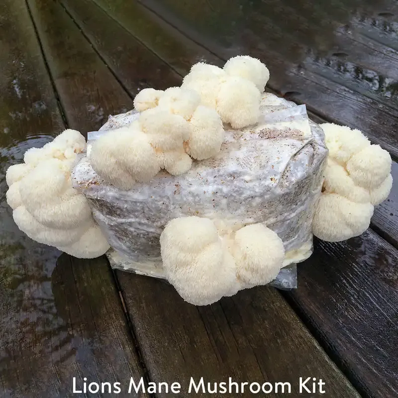 Table Top Indoor Mushroom Growing Kit for Home Cultivation 1