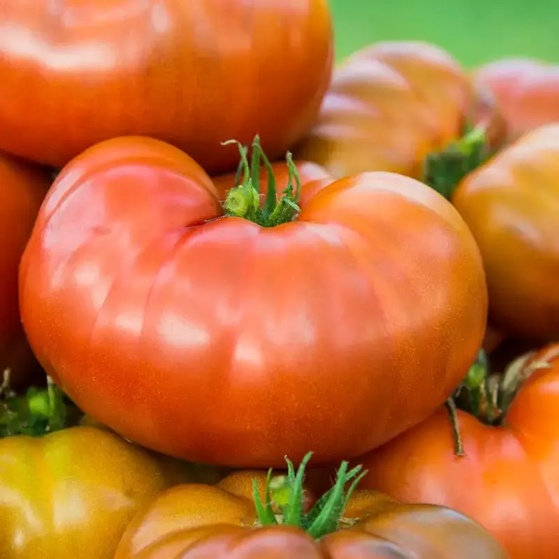 Tasmanian Chocolate Tomato Heirloom Seeds - Indeterminate Variety