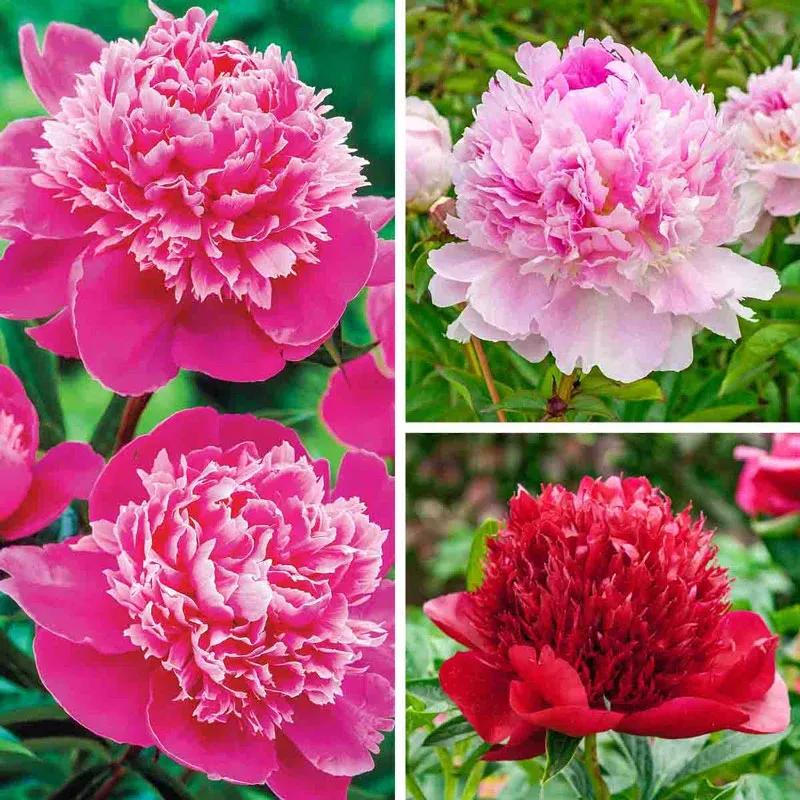 Peony Fragrance Collection - Floral Scented Home Accessory Set