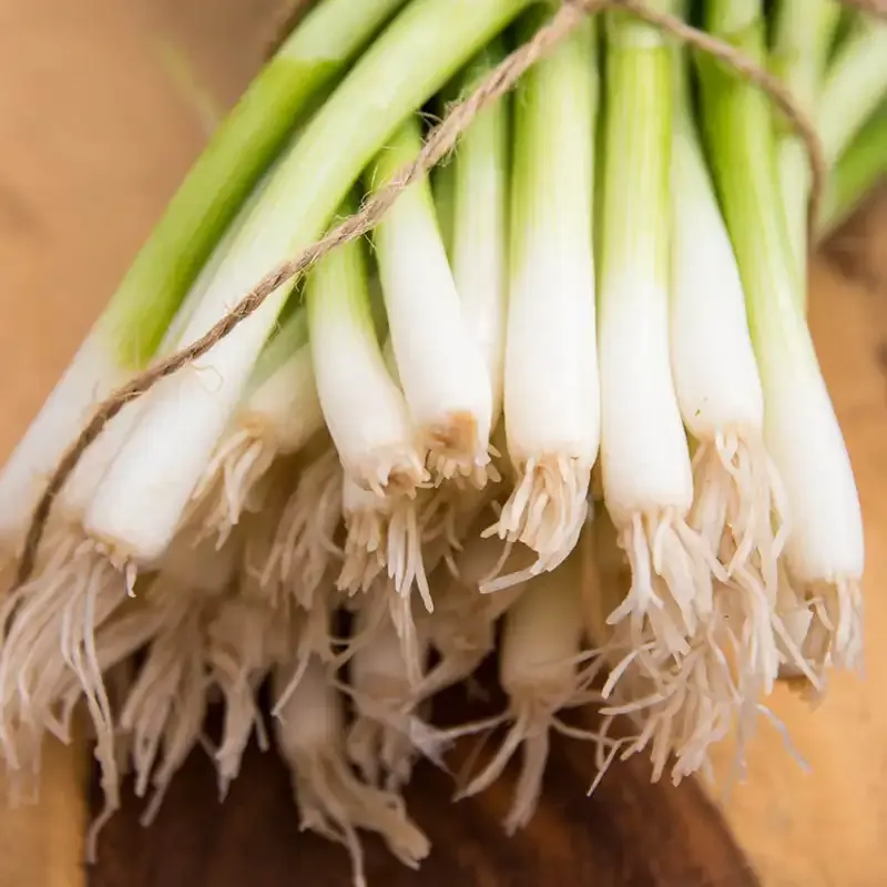 Evergreen White Bunching Onion Seeds for Home Vegetable Gardening
