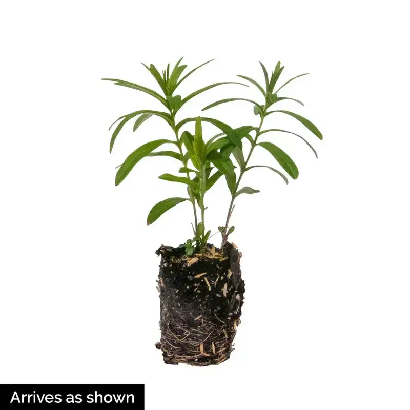 Cinderella Milkweed (Asclepias incarnata) Native Perennial Seeds 2