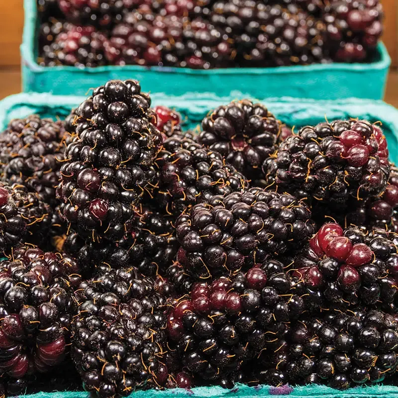 All Season Native Fruit Collection - Assorted Seasonal Fruit Selection 3