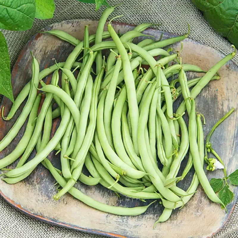 Early Contender Bush Bean Seeds - High-Yield Heirloom Vegetable Variety 1