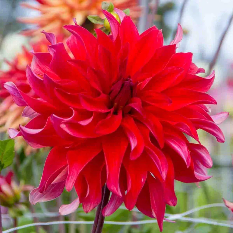 Red Labyrinth Dahlia Decorative Flower Bulb 1