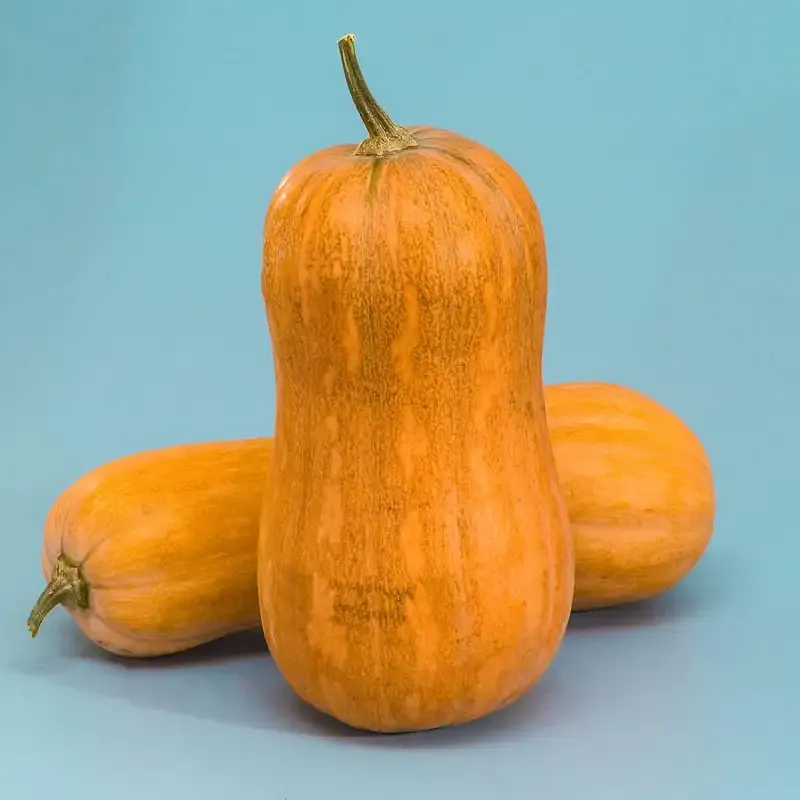 Argonaut Hybrid Winter Squash Seeds for Home Gardening