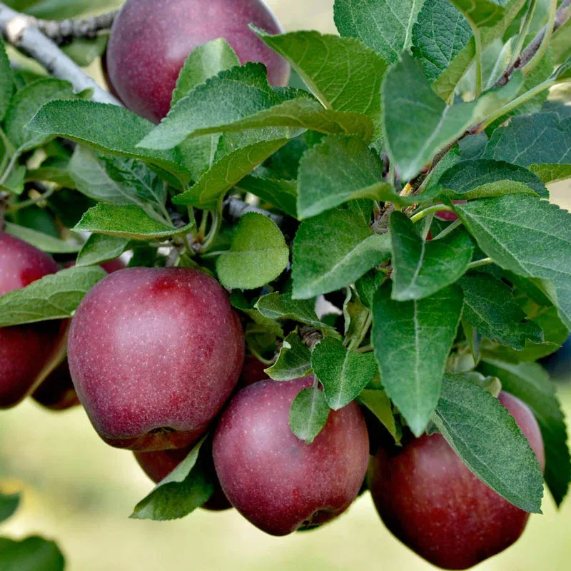 Red Delicious Apple Tree - Deciduous Fruit Bearing Tree for Home Gardens