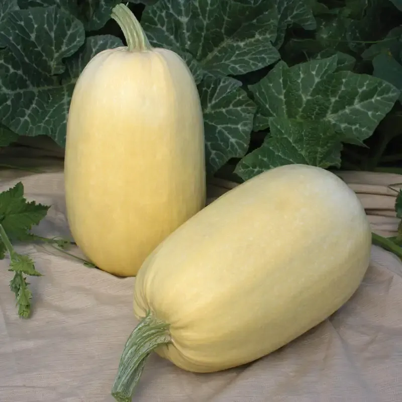 Tivoli Hybrid Spaghetti Winter Squash Seeds