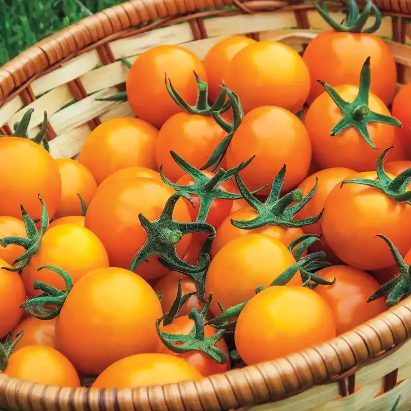 Sungold Hybrid Cherry Tomato Seeds - Indeterminate High-Yield Variety