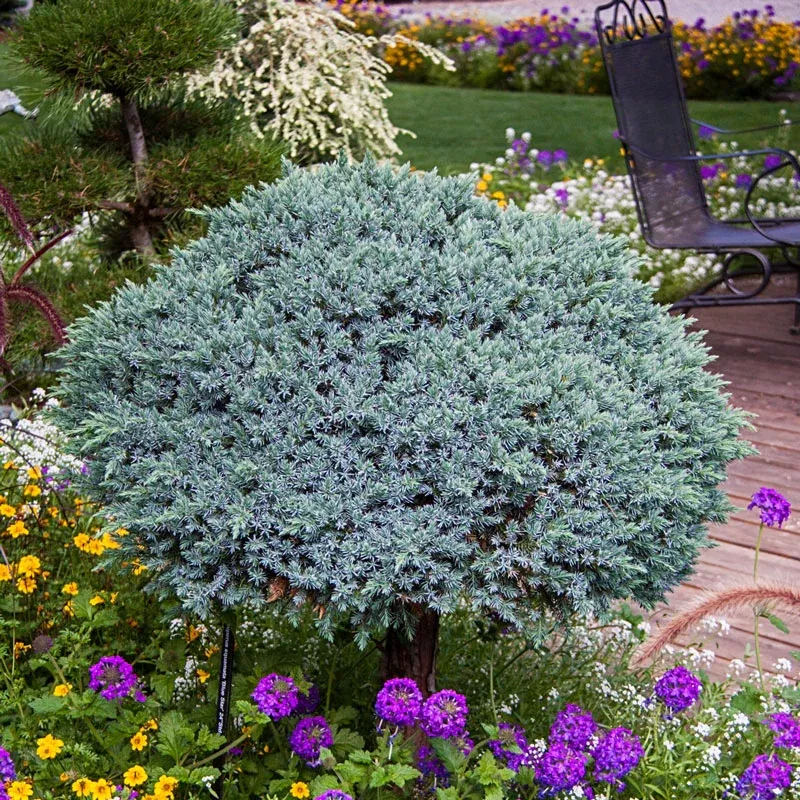 Blue Star Juniper (Juniperus squamata) Dwarf Evergreen Shrub 1