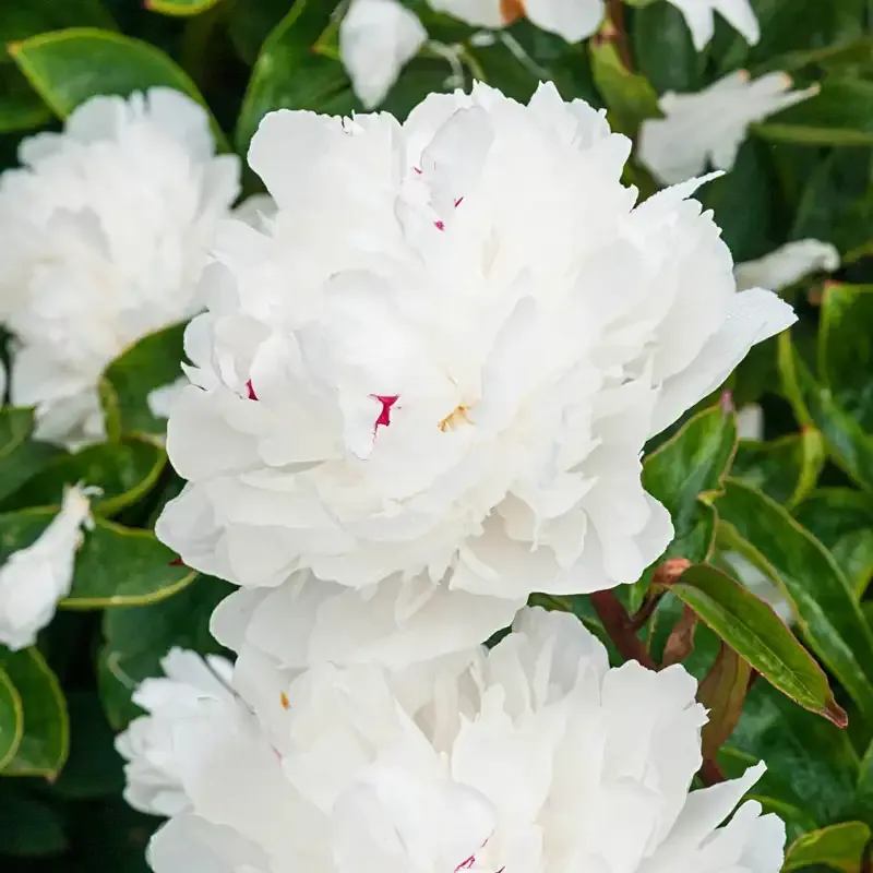 Festiva Maxima Peony Bare Root Perennial White Double Bloom Flower 1