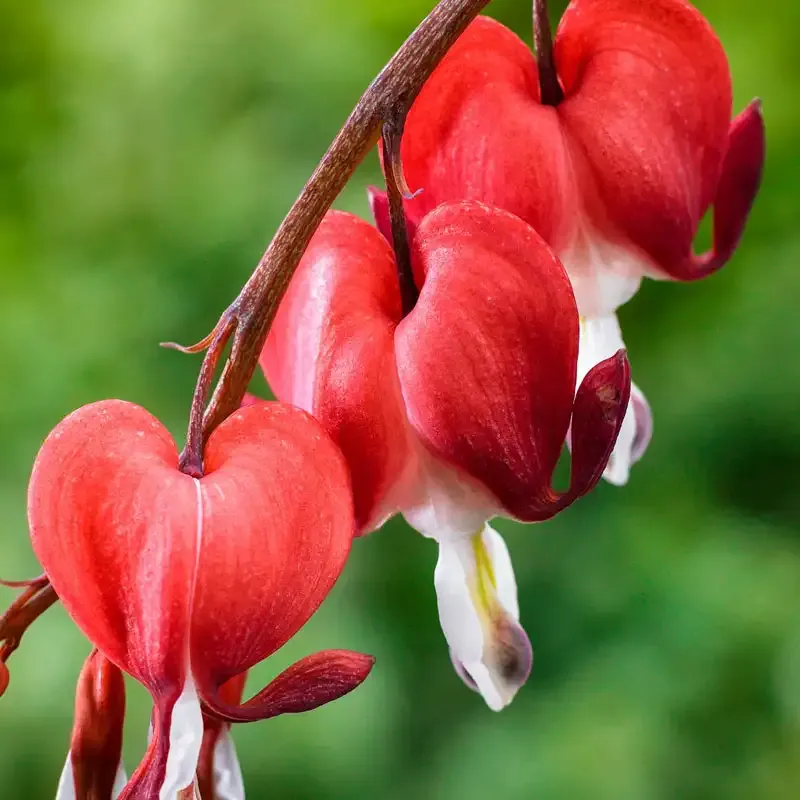 Dicentra Bleeding Heart Shade-Tolerant Perennial Plant