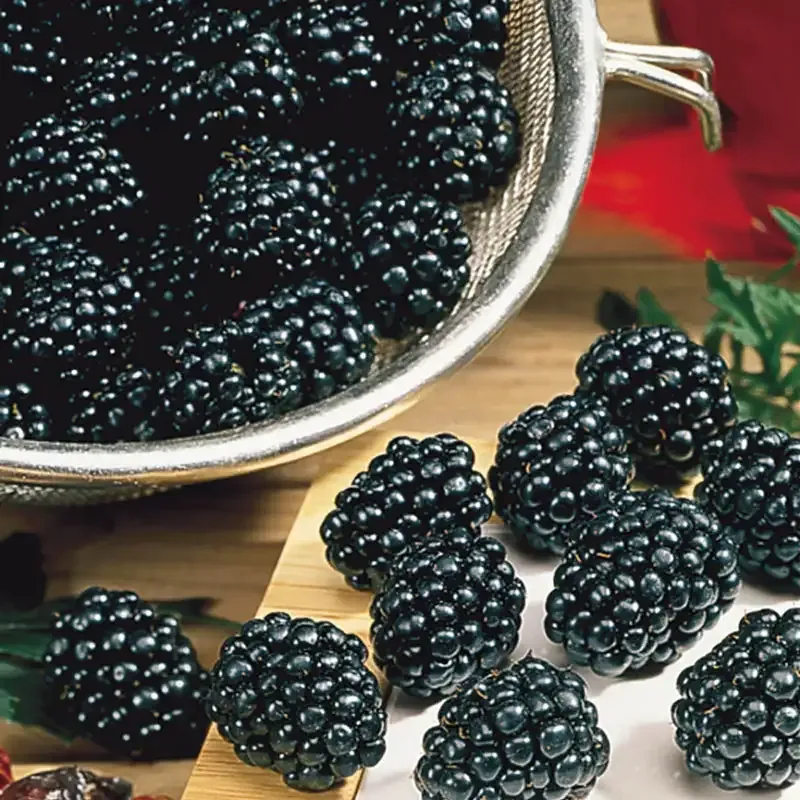Osage Thornless Blackberry Plant - Thornless Fruit-Bearing Shrub