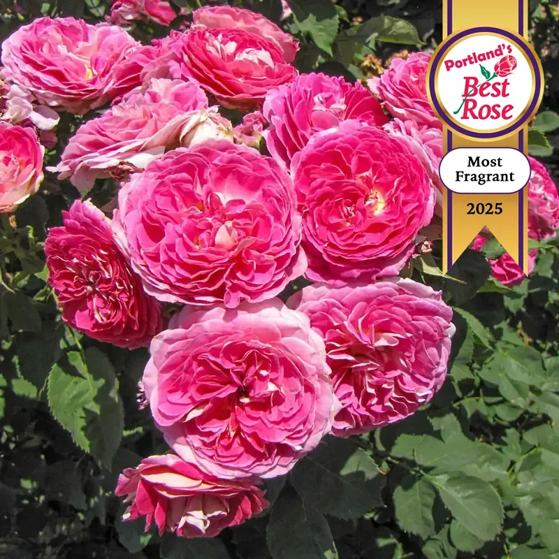 Floribunda Rose Bush - Continuous Blooming Garden Shrub