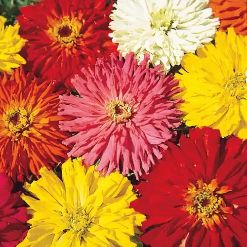 Cactus Flowered Zinnia Seed Mix - Heirloom Annual Flower Seeds