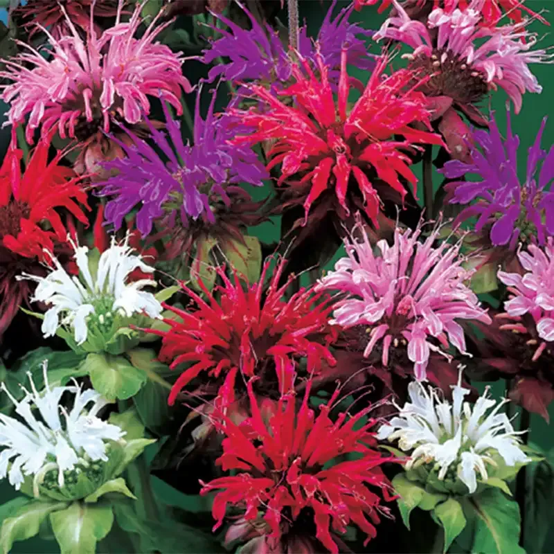 Bee Balm Plant Mix - Perennial Pollinator-Friendly Flower Seeds