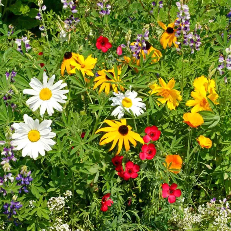 Northwest Wildflower Seed Mix - Native Annual and Perennial Flower Blend