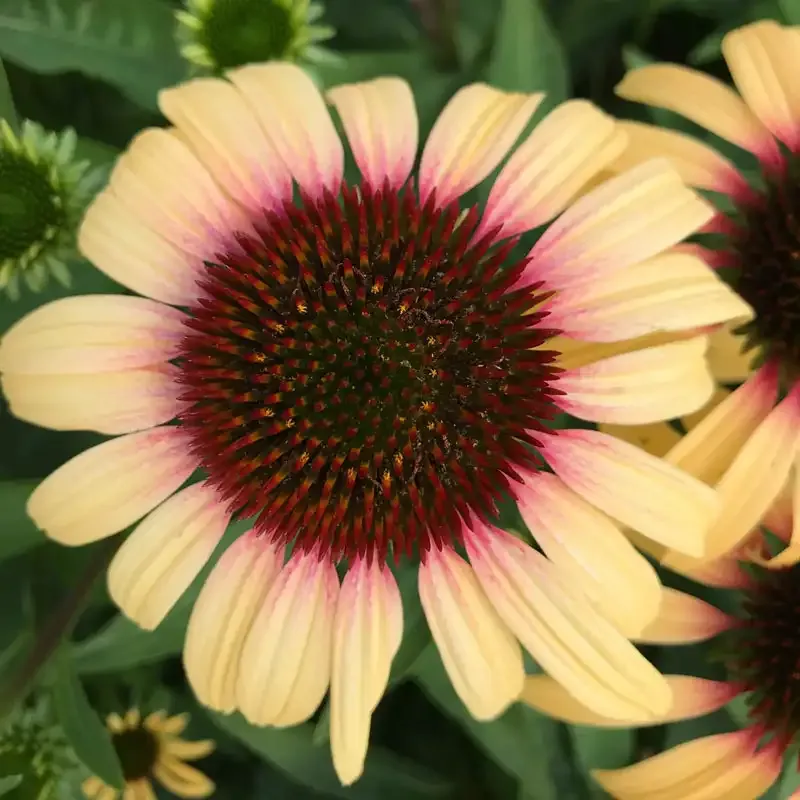 Strawberry Mango Coneflower Echinacea Perennial Garden Plant 1