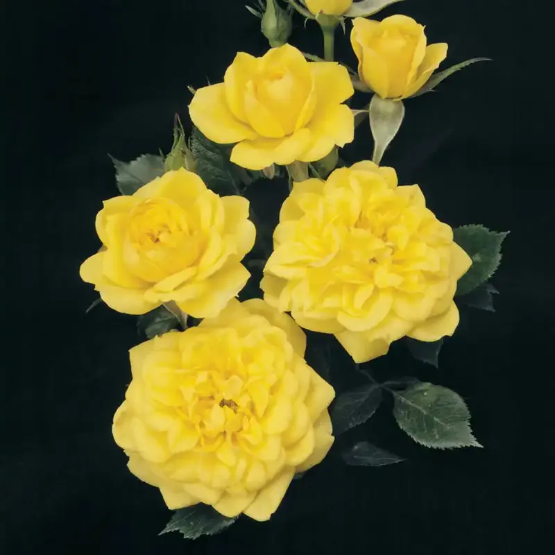 Lemon Drop Miniature Rose Compact Flowering Shrub 1