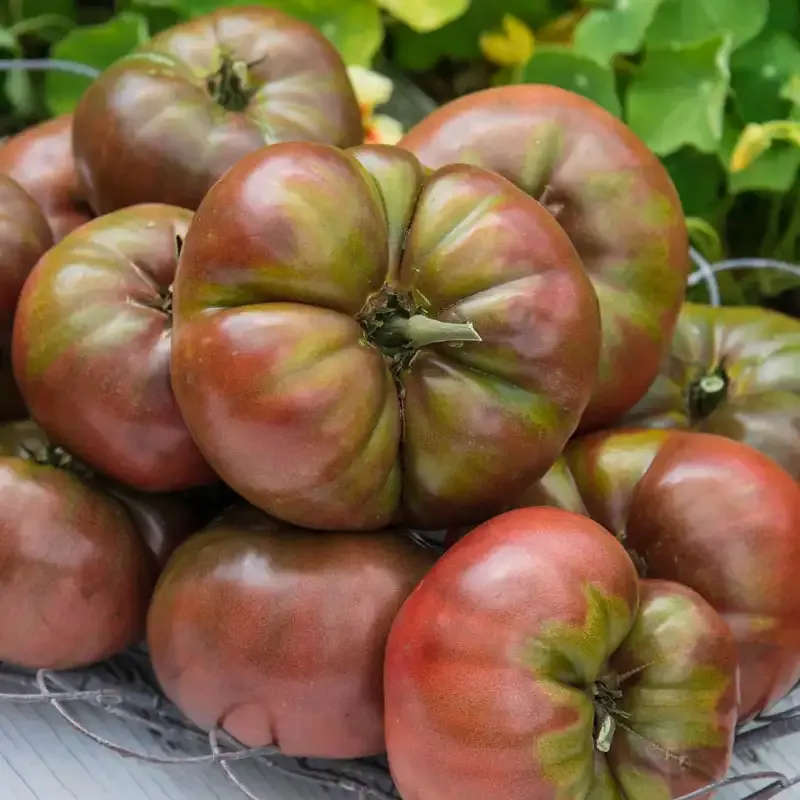 Cherokee Carbon Hybrid Tomato Seeds for Home Gardening