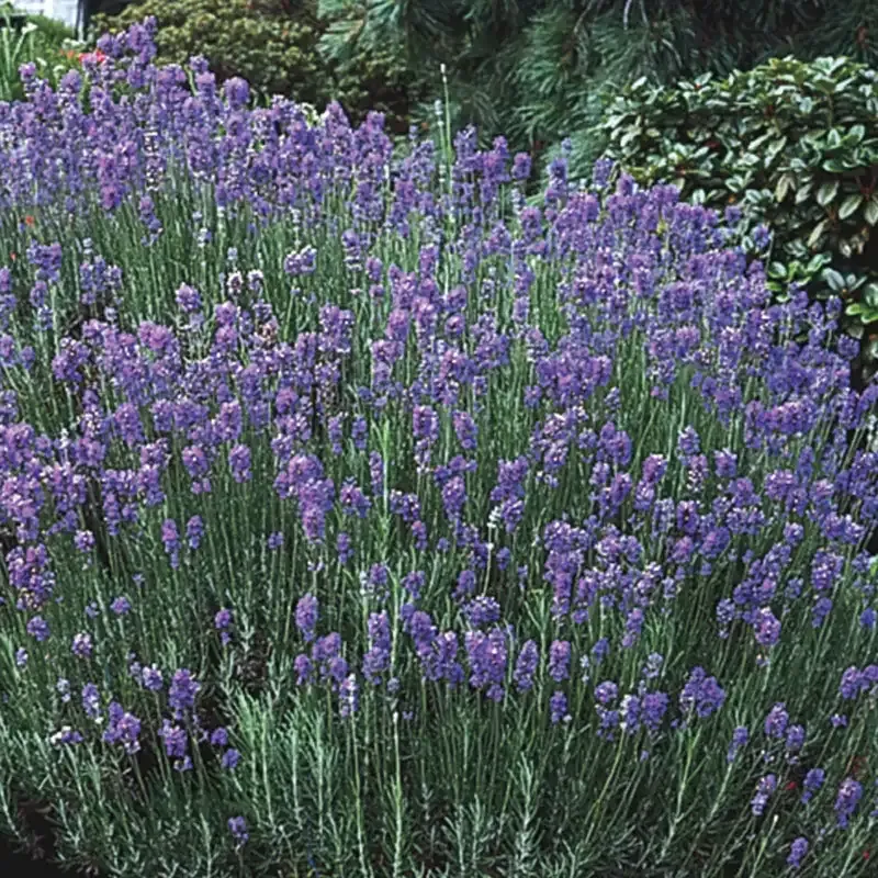 Hardy Lavender Perennial Fragrant Garden Shrub