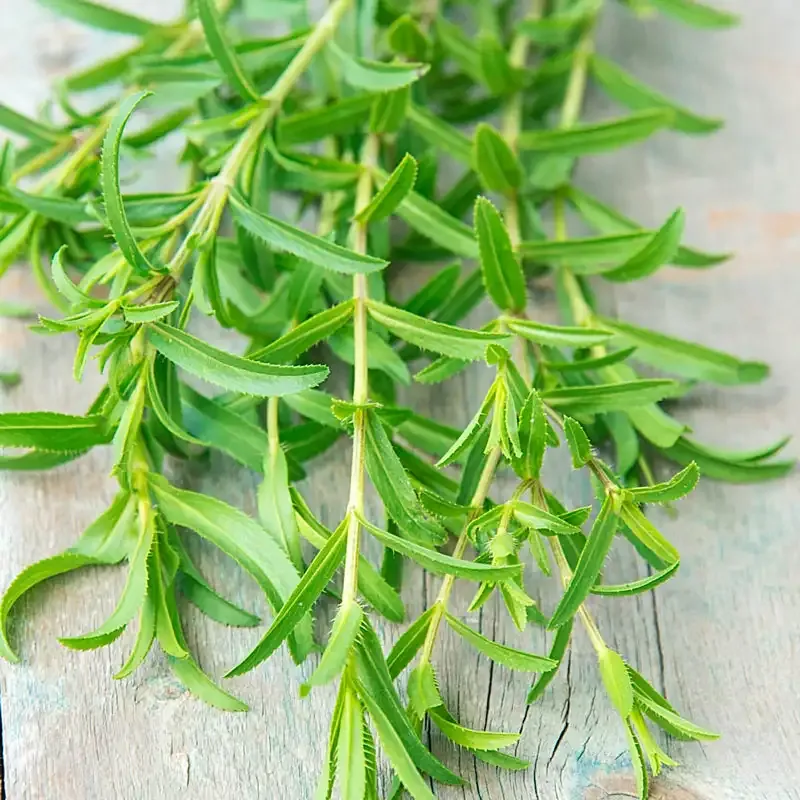 French Tarragon Culinary Grade Dried Herb 1