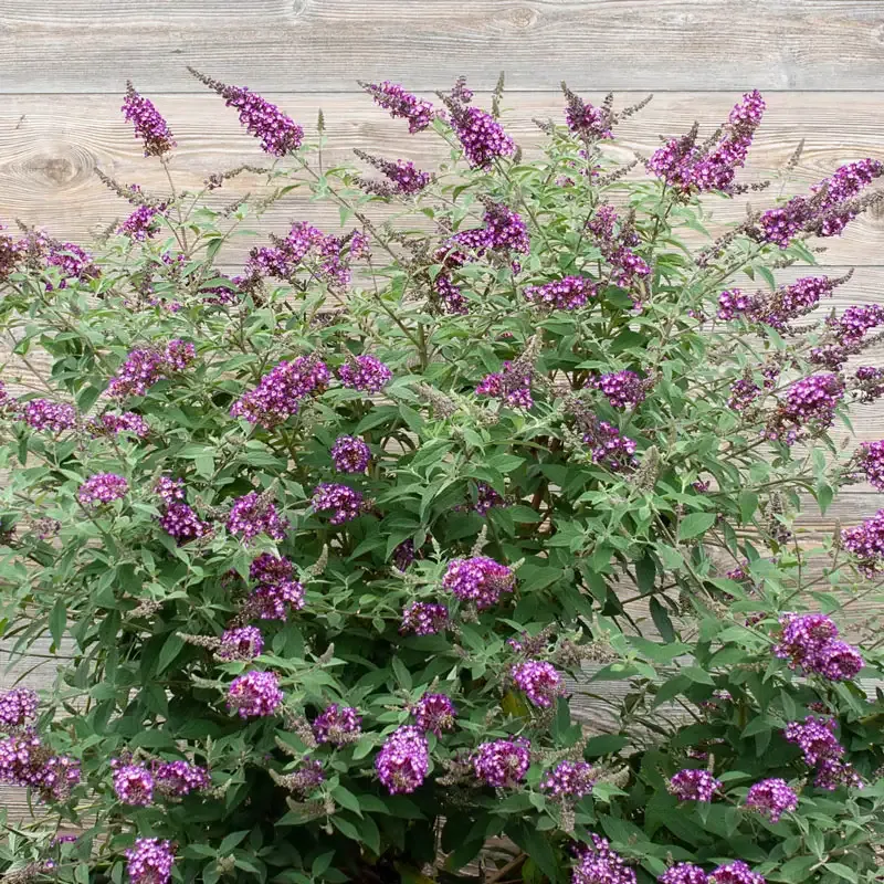 Polka Dot Butterfly Bush - Variegated Buddleja davidii Flowering Shrub 2