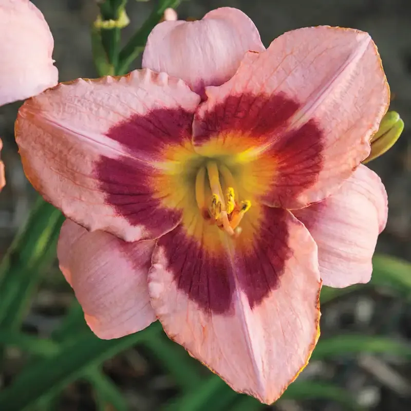 Wineberry Candy Daylily Perennial Garden Plant 1