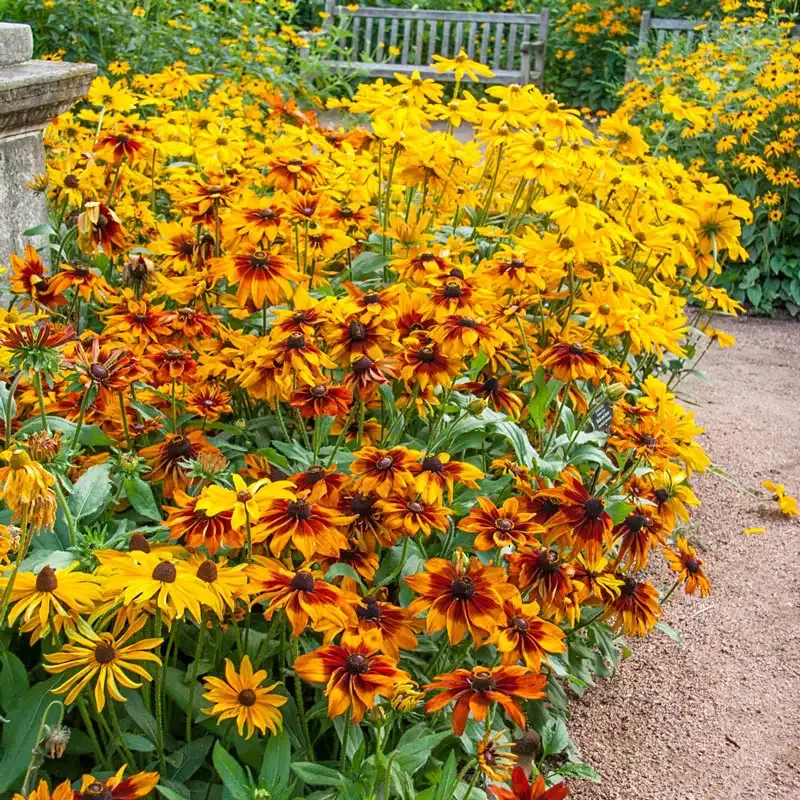 Autumn Colors Rudbeckia Perennial Coneflower Seeds 1