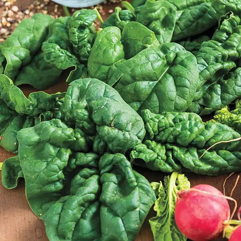 Bloomsdale Longstanding Spinach Heirloom Vegetable Seeds