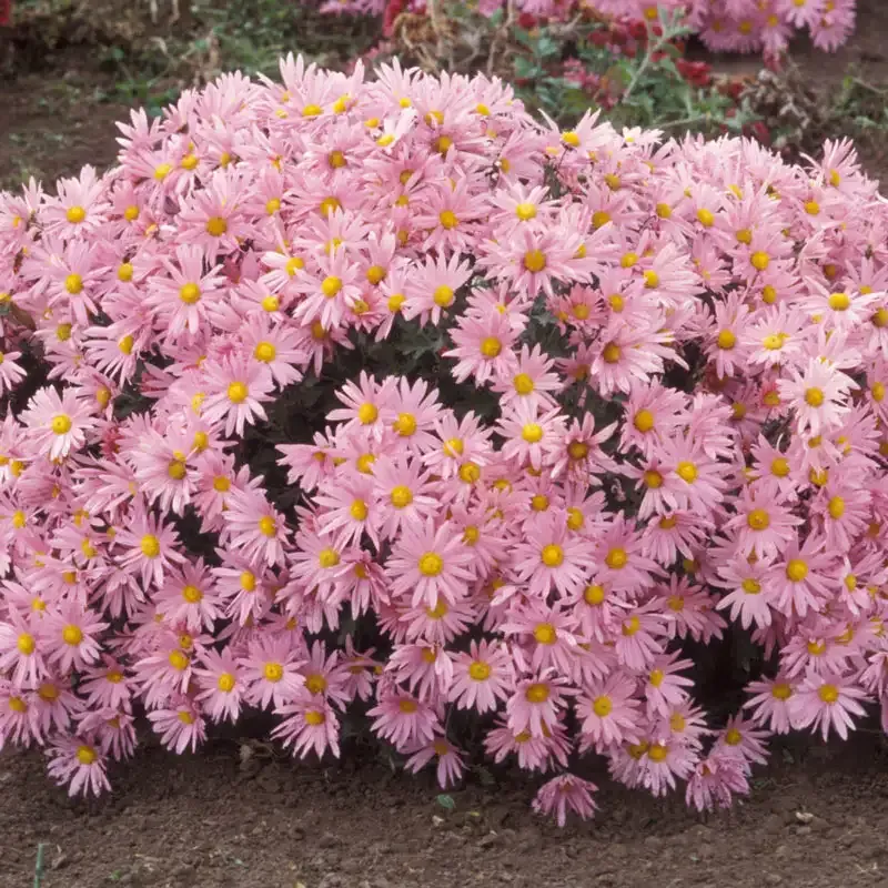 Pink Daisy Mammoth Mum Large Flowering Perennial Chrysanthemum 2